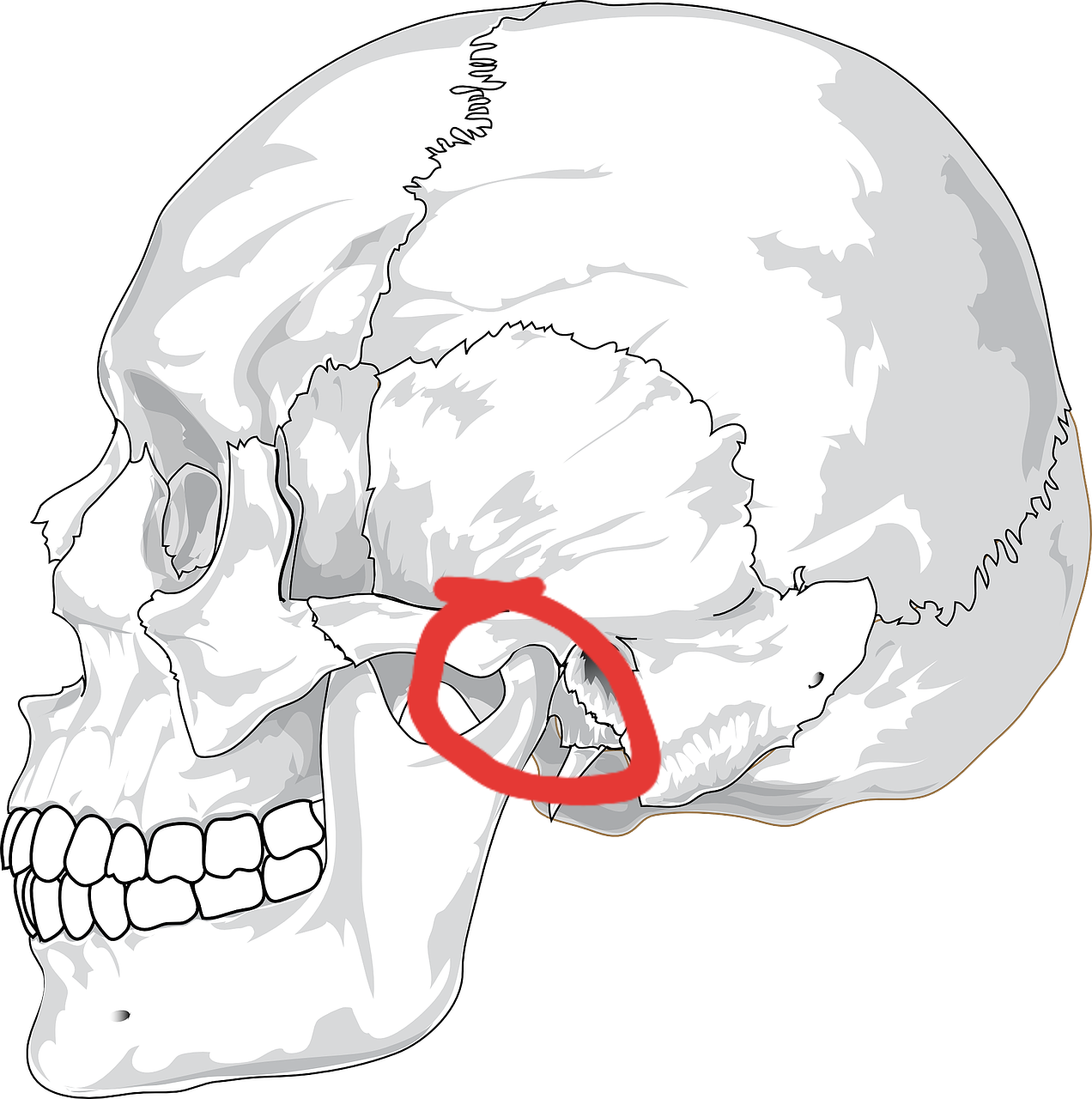 mandibular atm tijuana tmj in tijuana